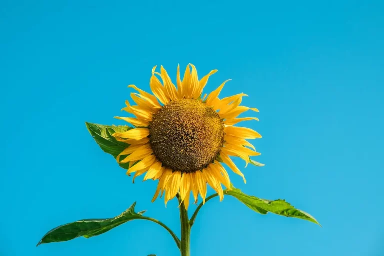 Sunflower Lecithin vs Soy Lecithin: Which is Better for Your Health?